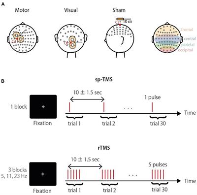 Frequency- and Area-Specific Phase Entrainment of Intrinsic Cortical Oscillations by Repetitive Transcranial Magnetic Stimulation